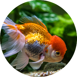 Goldfish Tetra